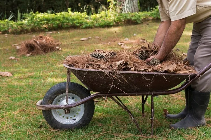 Yard Cleanup Yard Cleanup