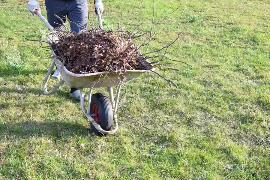 How Yard Cleanup Helps Prevent Pest Infestations And Diseases Clackamas, OR