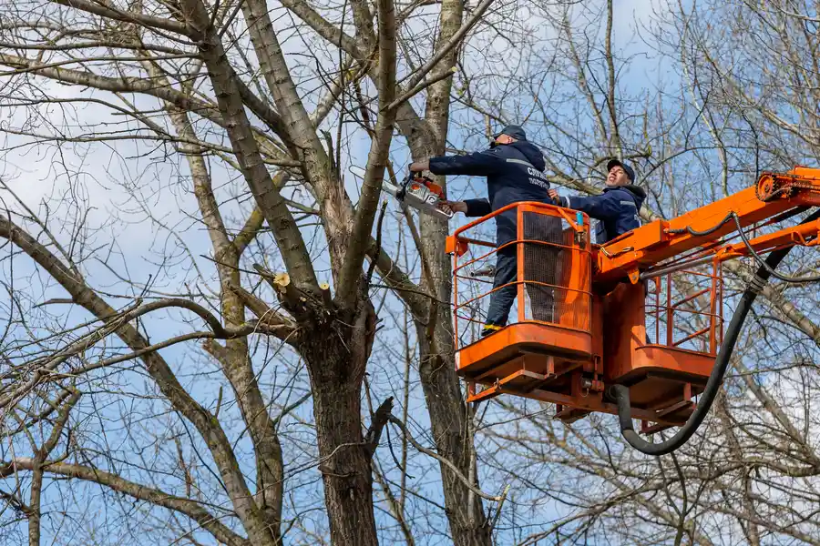 Local Tree Removal Clackamas, OR