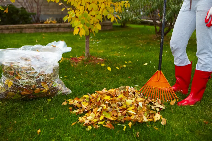 Professional Yard Cleanup Clackamas, OR