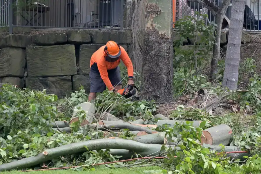 Quality Tree Removal Clackamas, OR