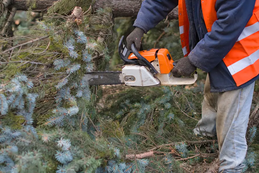 Reliable Tree Removal Clackamas, OR