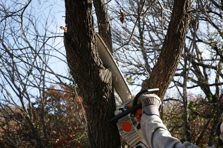 Signs That Indicate You Need Professional Tree Removal Services Clackamas, OR