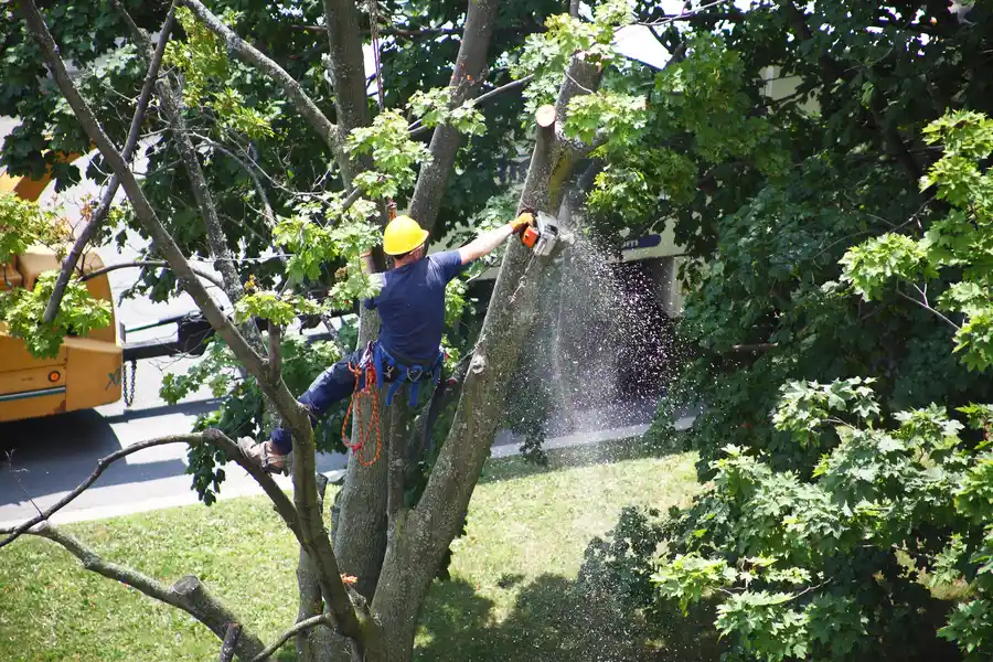 Signs That Indicate You Need Professional Tree Removal Services in Clackamas, OR