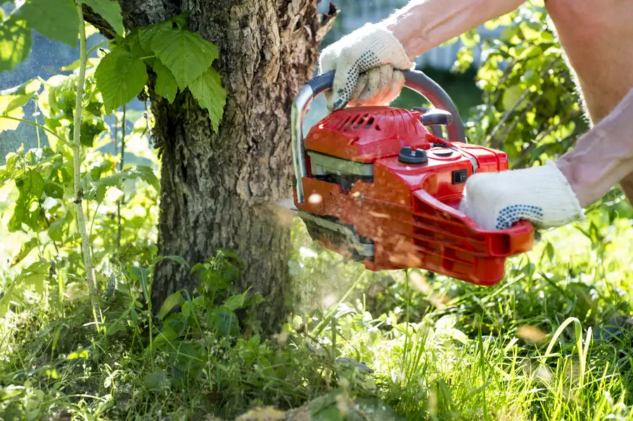 The Role Of Professional Equipment In Safe Tree Removal in Clackamas, OR